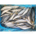 Frozen Pacific Mackerel 150-200g 60-80pcs Fish